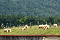 096-Hofheimer-Triathlon-27-07-2024